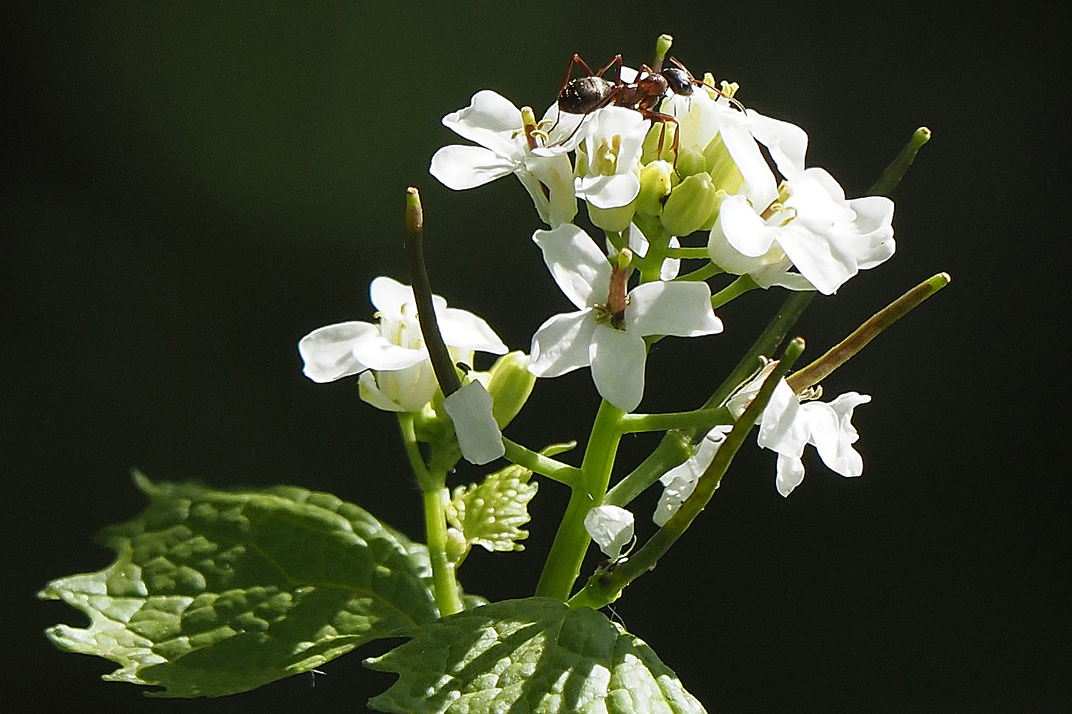 Knoblauchrauke